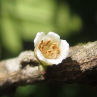 Eurya ceylanica Wight